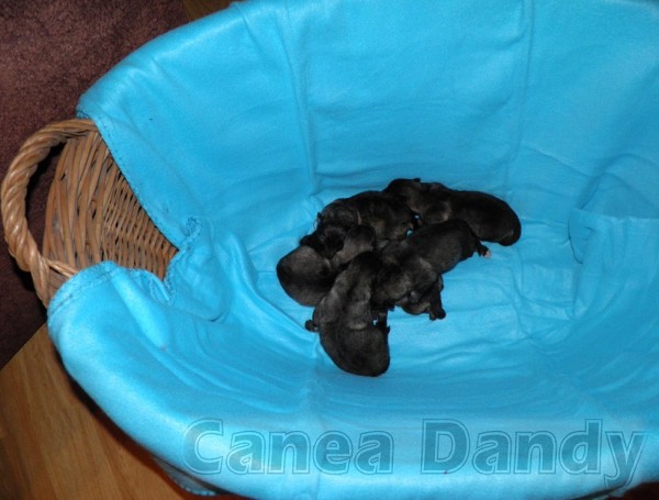 B Canea Dandy - fotogalerie2